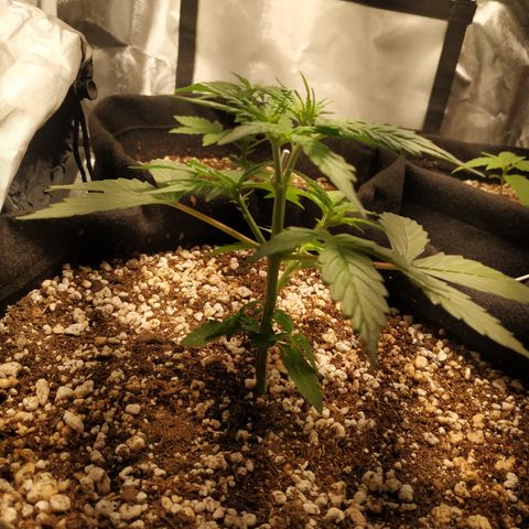 24k gold growlog timeline photo