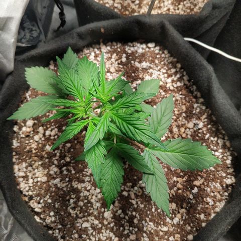 24k gold growlog timeline photo