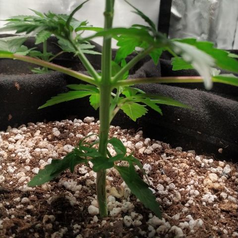 24k gold growlog timeline photo