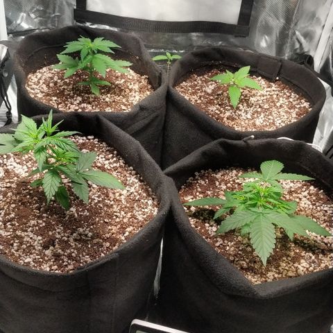 24k gold growlog timeline photo