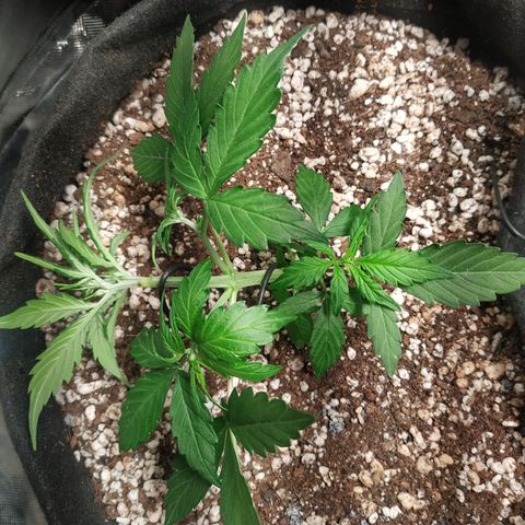 24k gold growlog timeline photo