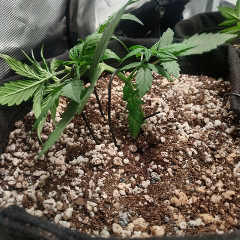 24k gold growlog timeline photo