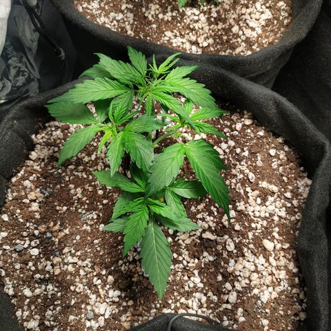 24k gold growlog timeline photo