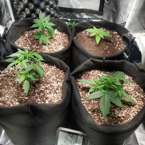 24k gold growlog timeline photo