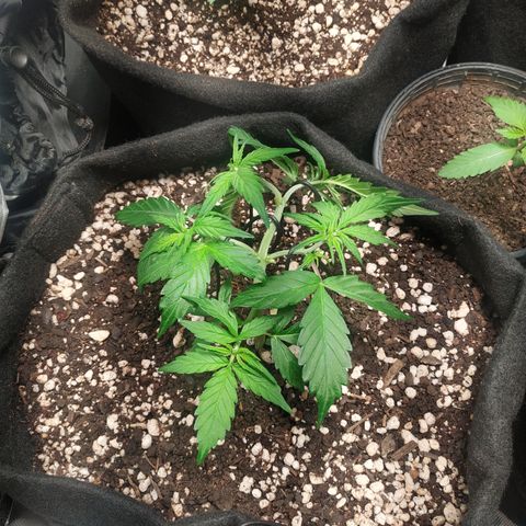 24k gold growlog timeline photo
