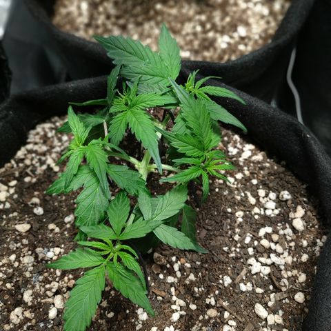24k gold growlog timeline photo