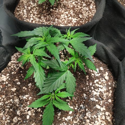 24k gold growlog timeline photo