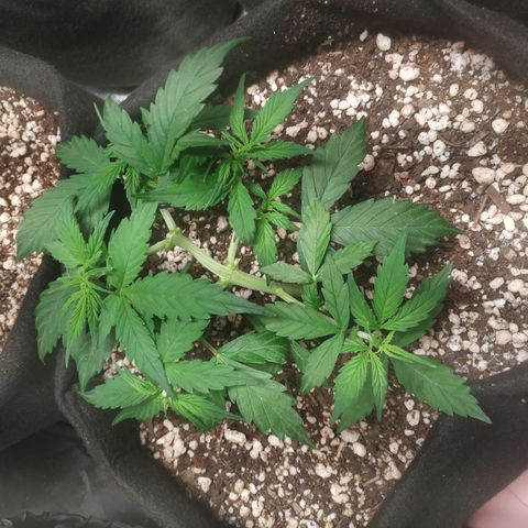 24k gold growlog timeline photo