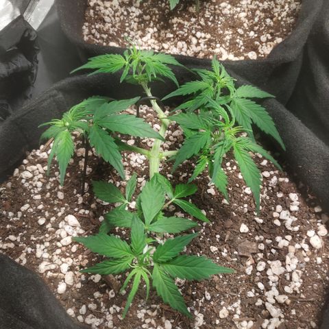 24k gold growlog timeline photo