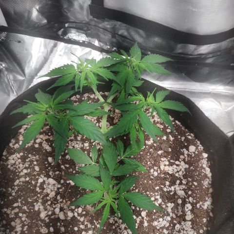 24k gold growlog timeline photo