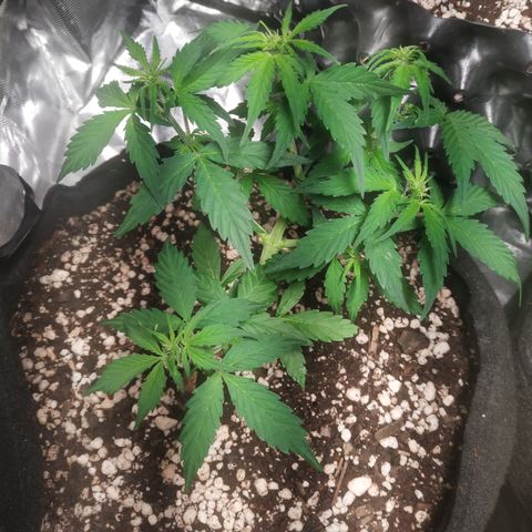 24k gold growlog timeline photo