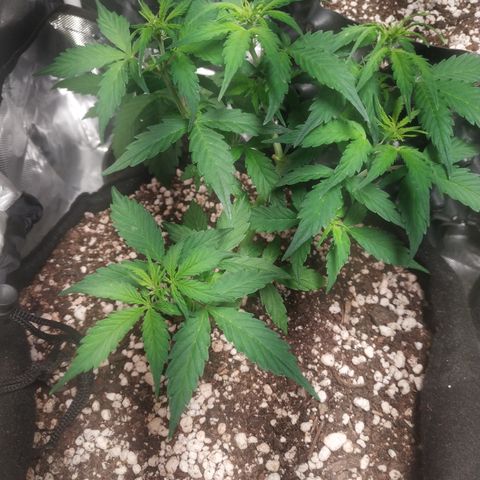 24k gold growlog timeline photo