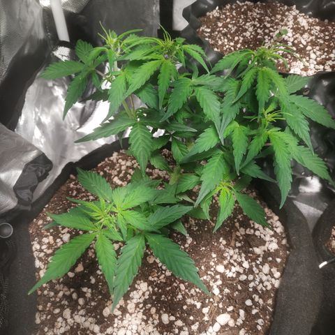 24k gold growlog timeline photo
