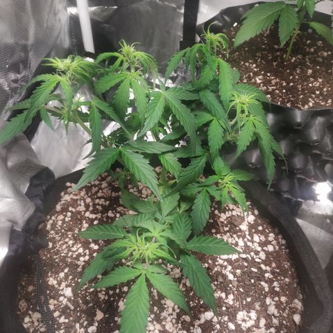 24k gold growlog timeline photo