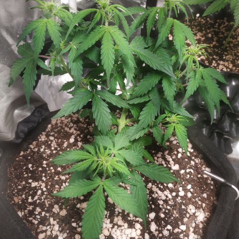 24k gold growlog timeline photo