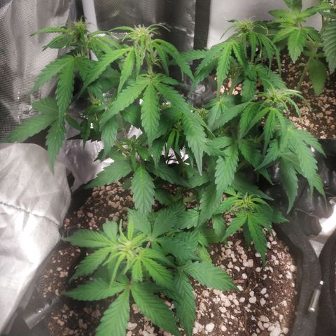 24k gold growlog timeline photo