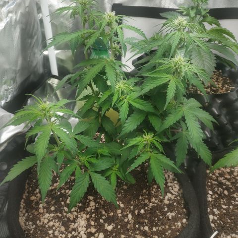 24k gold growlog timeline photo
