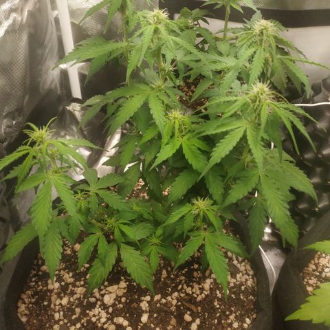 24k gold growlog timeline photo