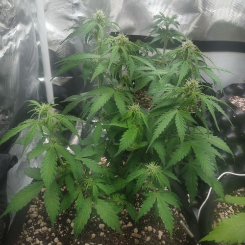 24k gold growlog timeline photo