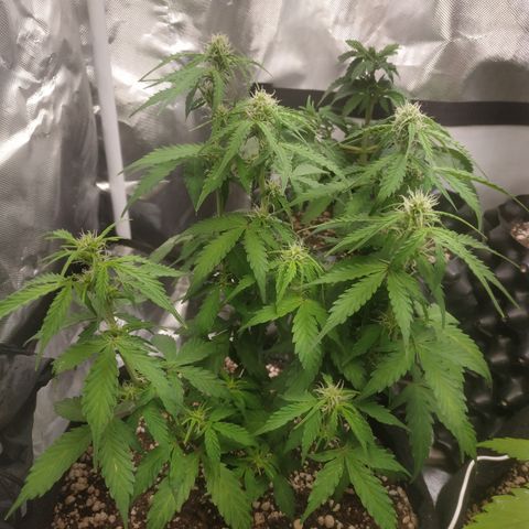 24k gold growlog timeline photo