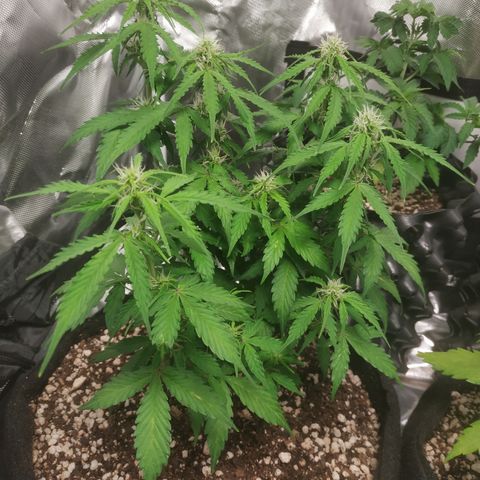 24k gold growlog timeline photo