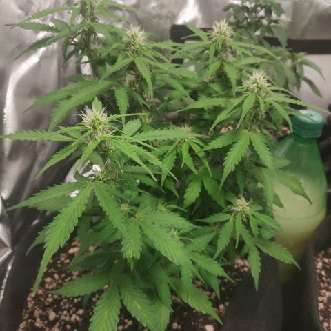 24k gold growlog timeline photo