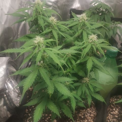 24k gold growlog timeline photo