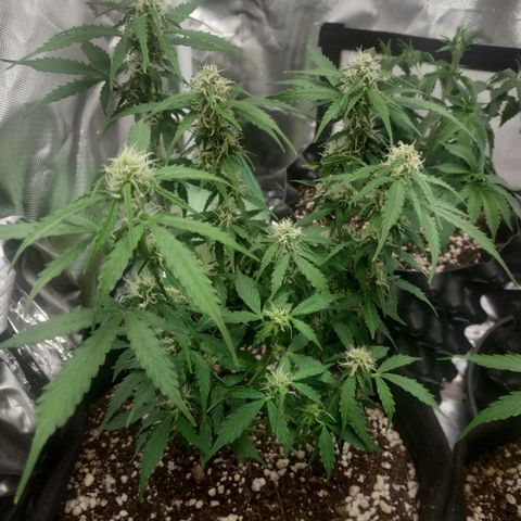 24k gold growlog timeline photo