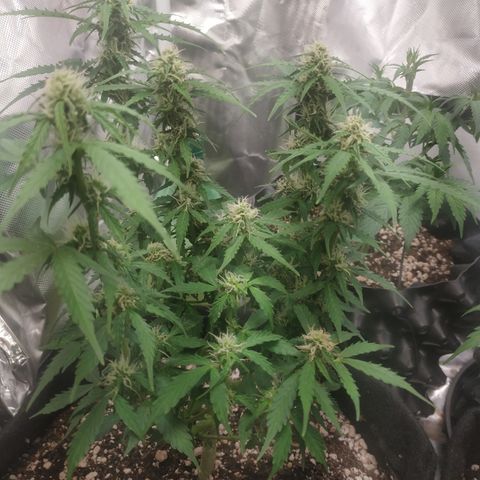24k gold growlog timeline photo