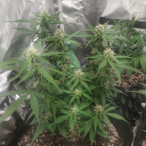 24k gold growlog timeline photo