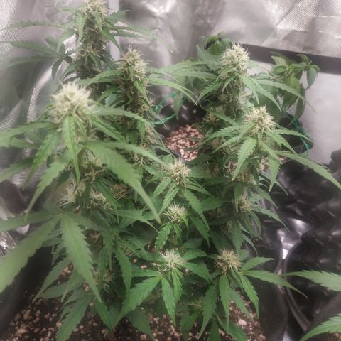24k gold growlog timeline photo