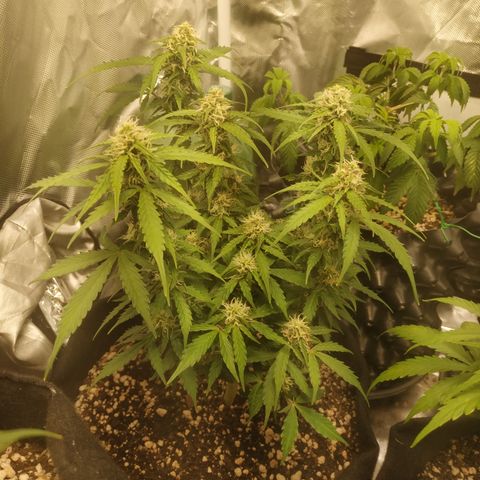 24k gold growlog timeline photo