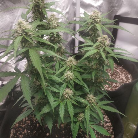 24k gold growlog timeline photo