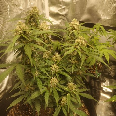 24k gold growlog timeline photo
