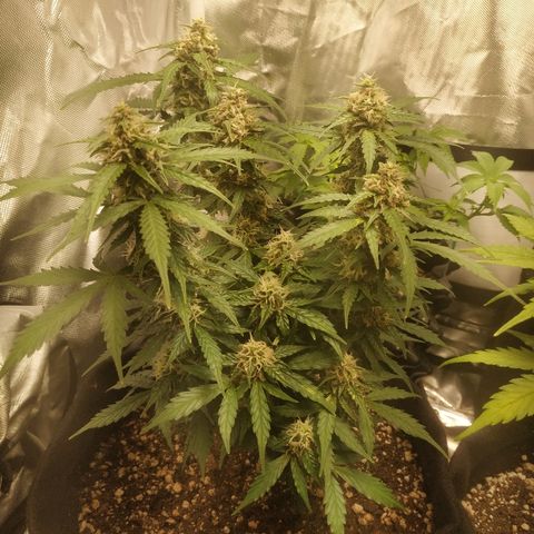 24k gold growlog timeline photo
