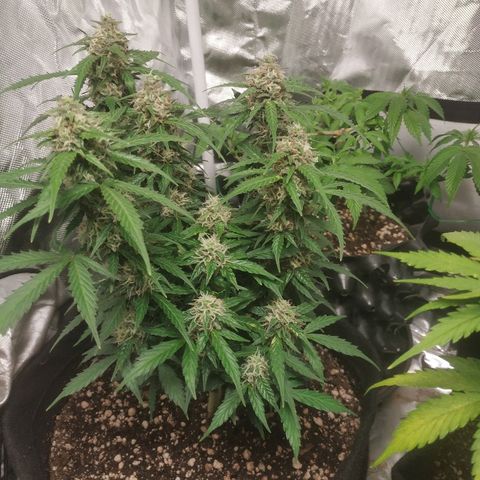 24k gold growlog timeline photo