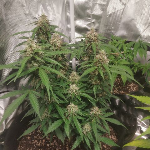 24k gold growlog timeline photo