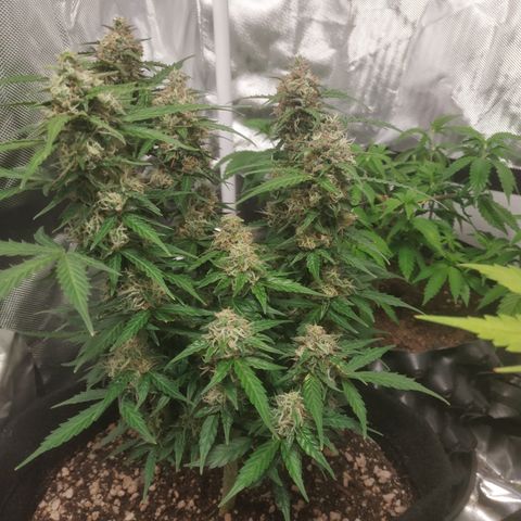 24k gold growlog timeline photo