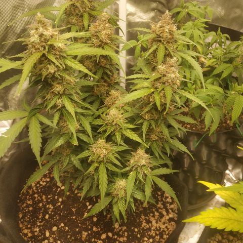 24k gold growlog timeline photo