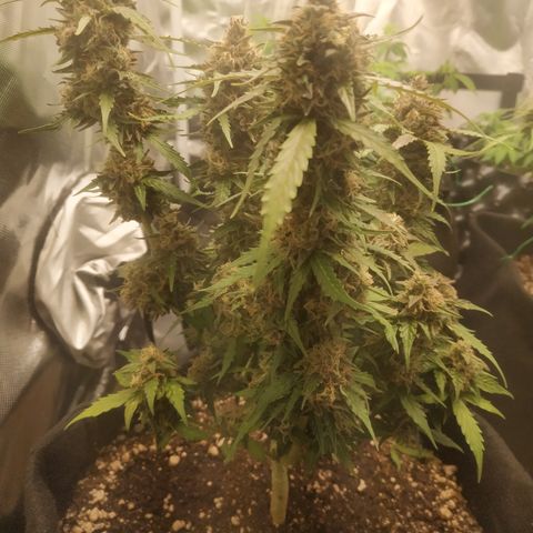 24k gold growlog timeline photo