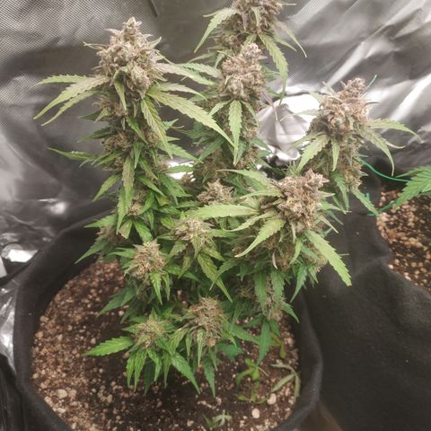 24k gold growlog timeline photo
