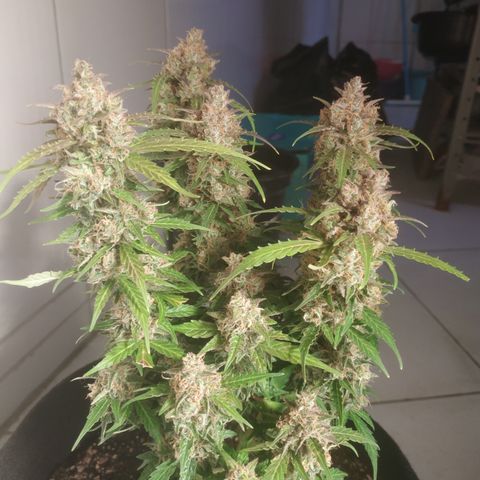 24k gold growlog timeline photo