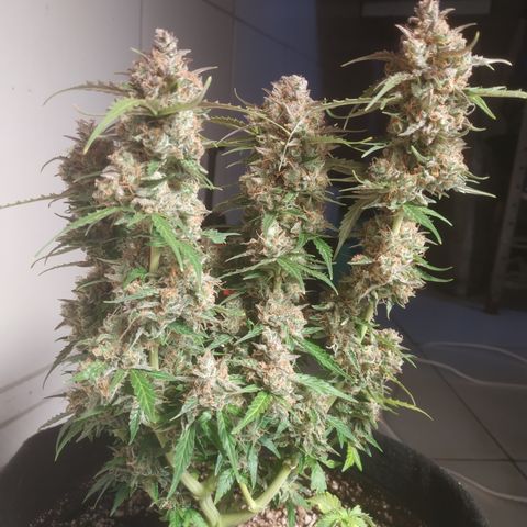 24k gold growlog timeline photo