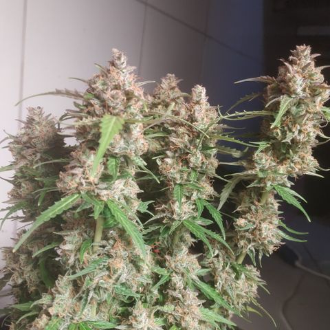 24k gold growlog timeline photo