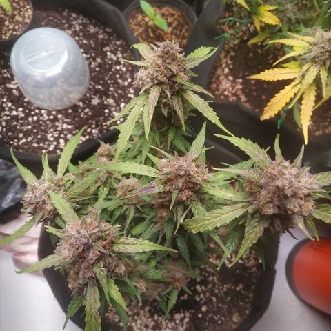24k gold growlog timeline photo