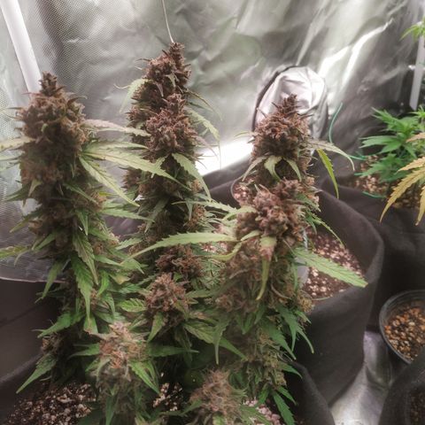 24k gold growlog timeline photo