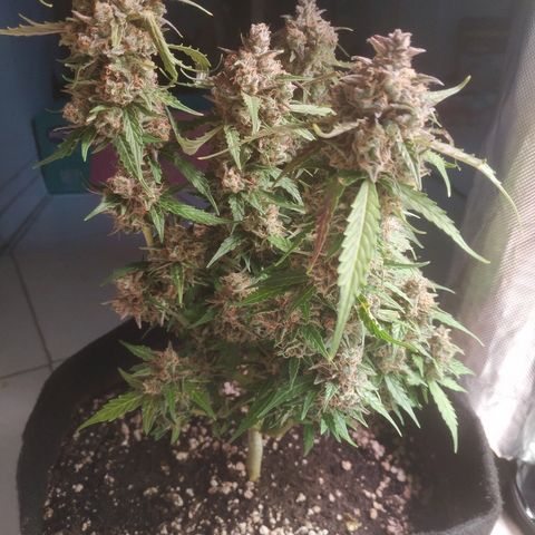 24k gold growlog timeline photo