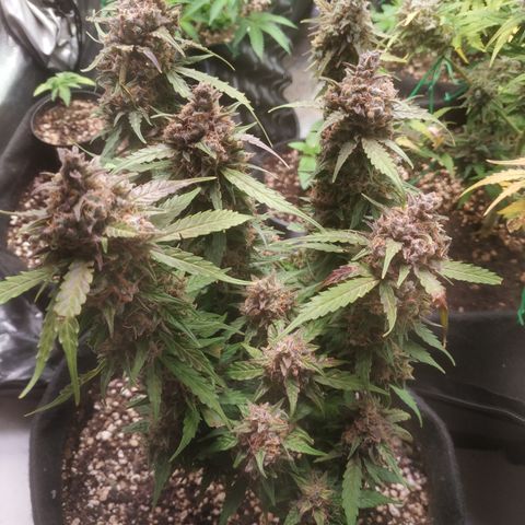 24k gold growlog timeline photo