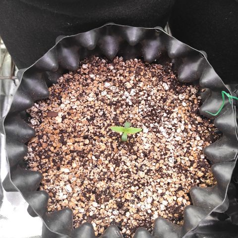 White kryptonite growlog timeline photo