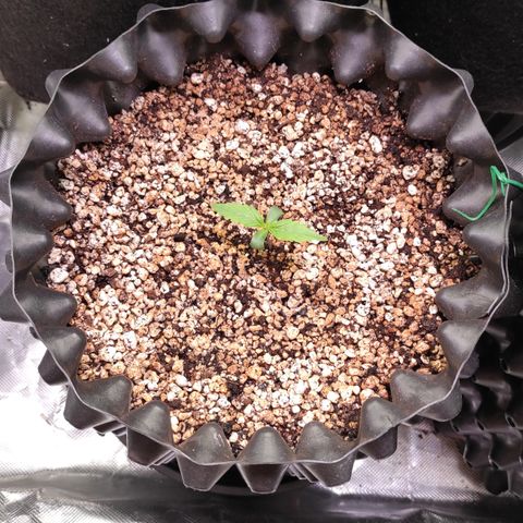 White kryptonite growlog timeline photo